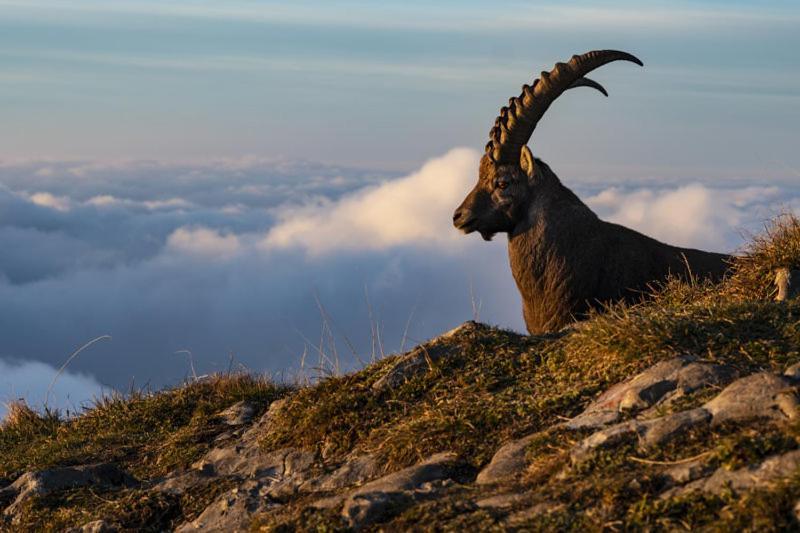 Ferienwohnungen Schantl Schoppernau Dış mekan fotoğraf